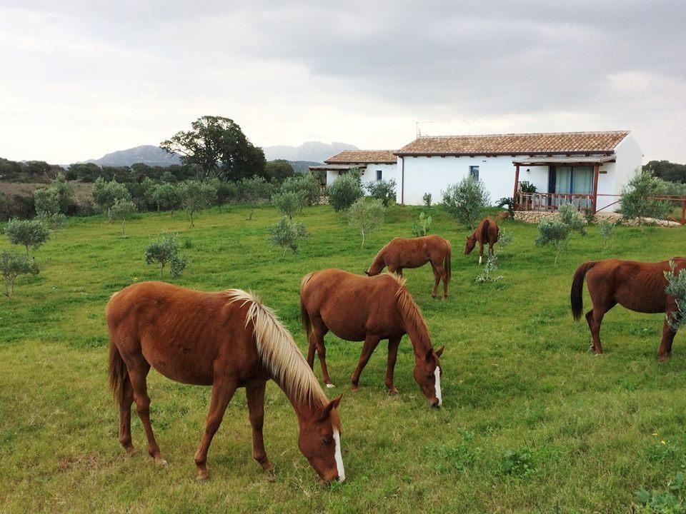 Agriturismo Mieleamaro Olbia Exterior foto